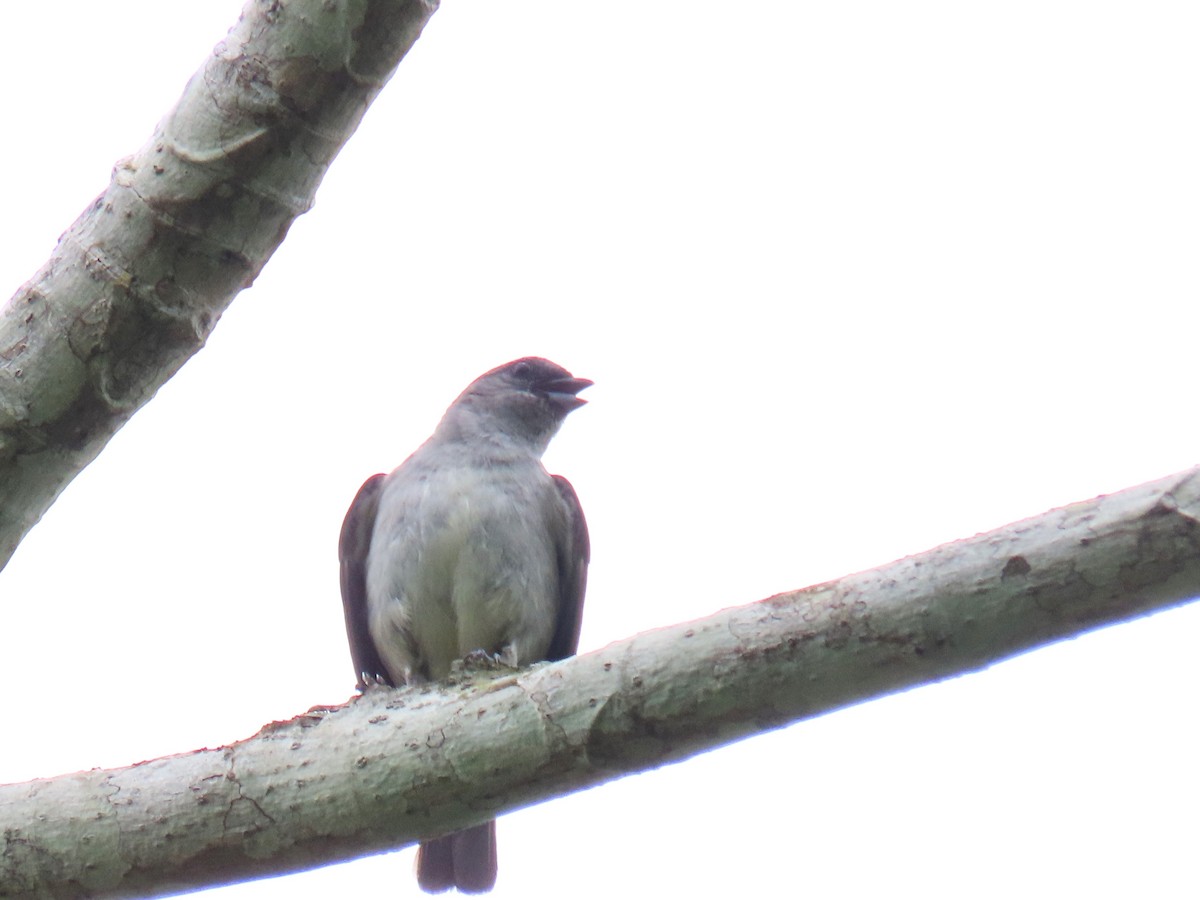 Plain-colored Tanager - ML619787187