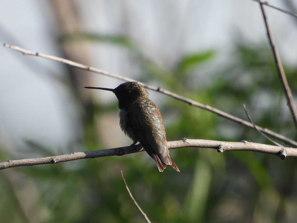 Black-chinned Hummingbird - ML619787207