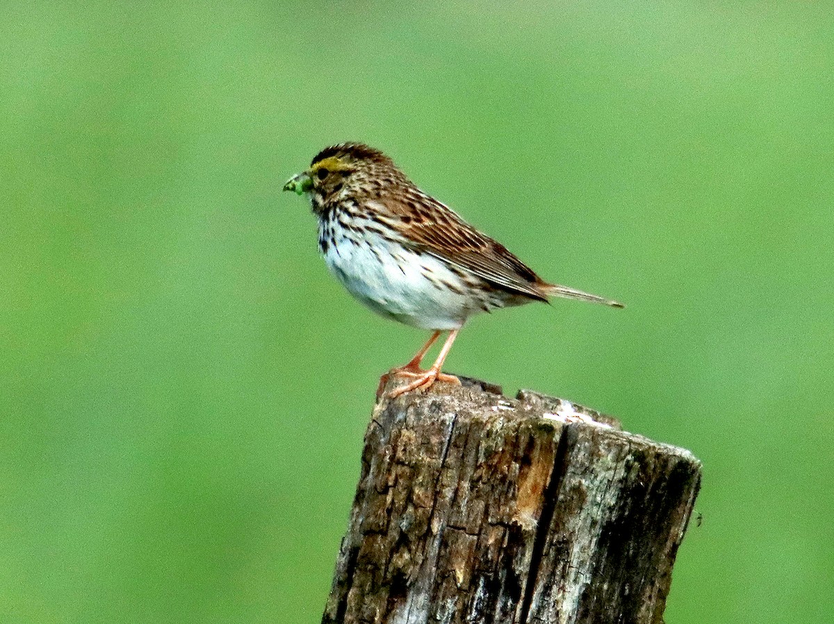 Savannah Sparrow - ML619787211