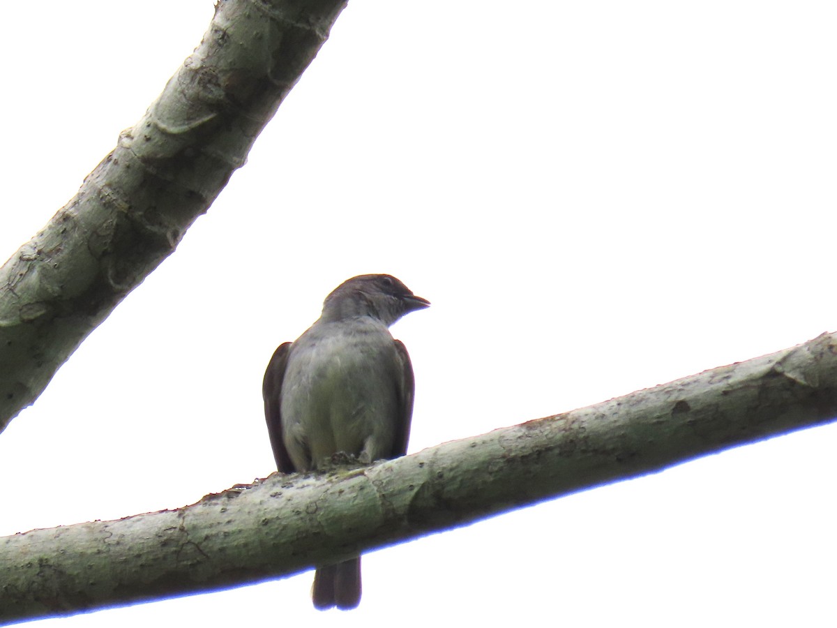 Plain-colored Tanager - ML619787215