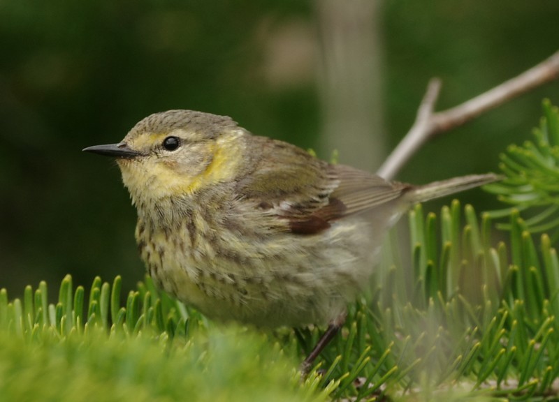 Cape May Warbler - ML619787219