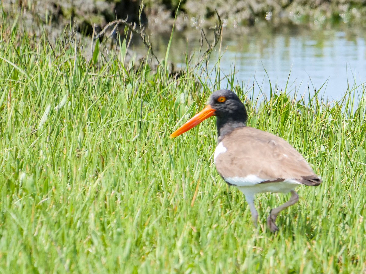 American Oystercatcher - ML619787223