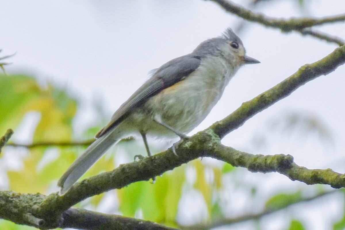 Tufted Titmouse - ML619787246