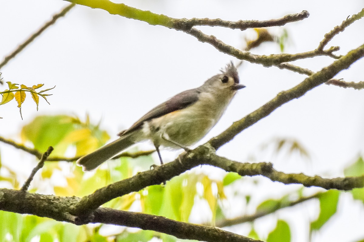 Tufted Titmouse - ML619787247