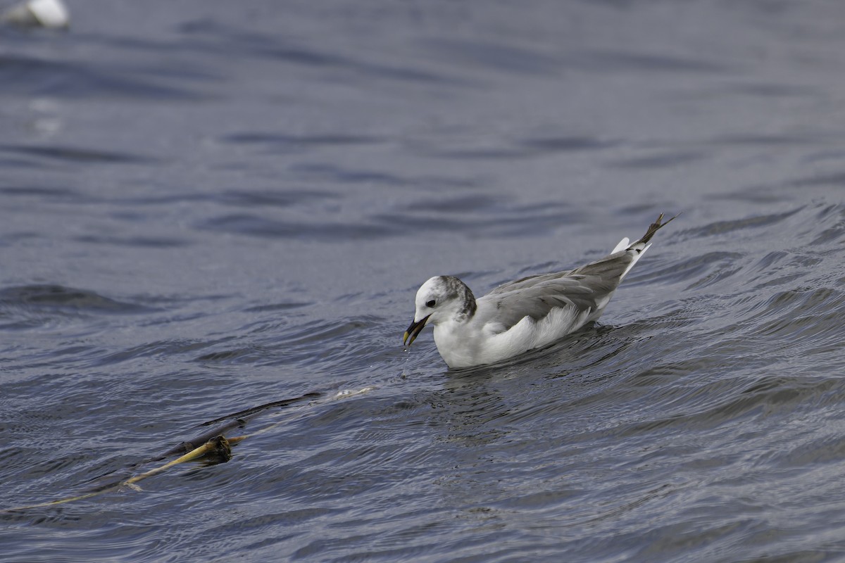 Sabine's Gull - ML619787257