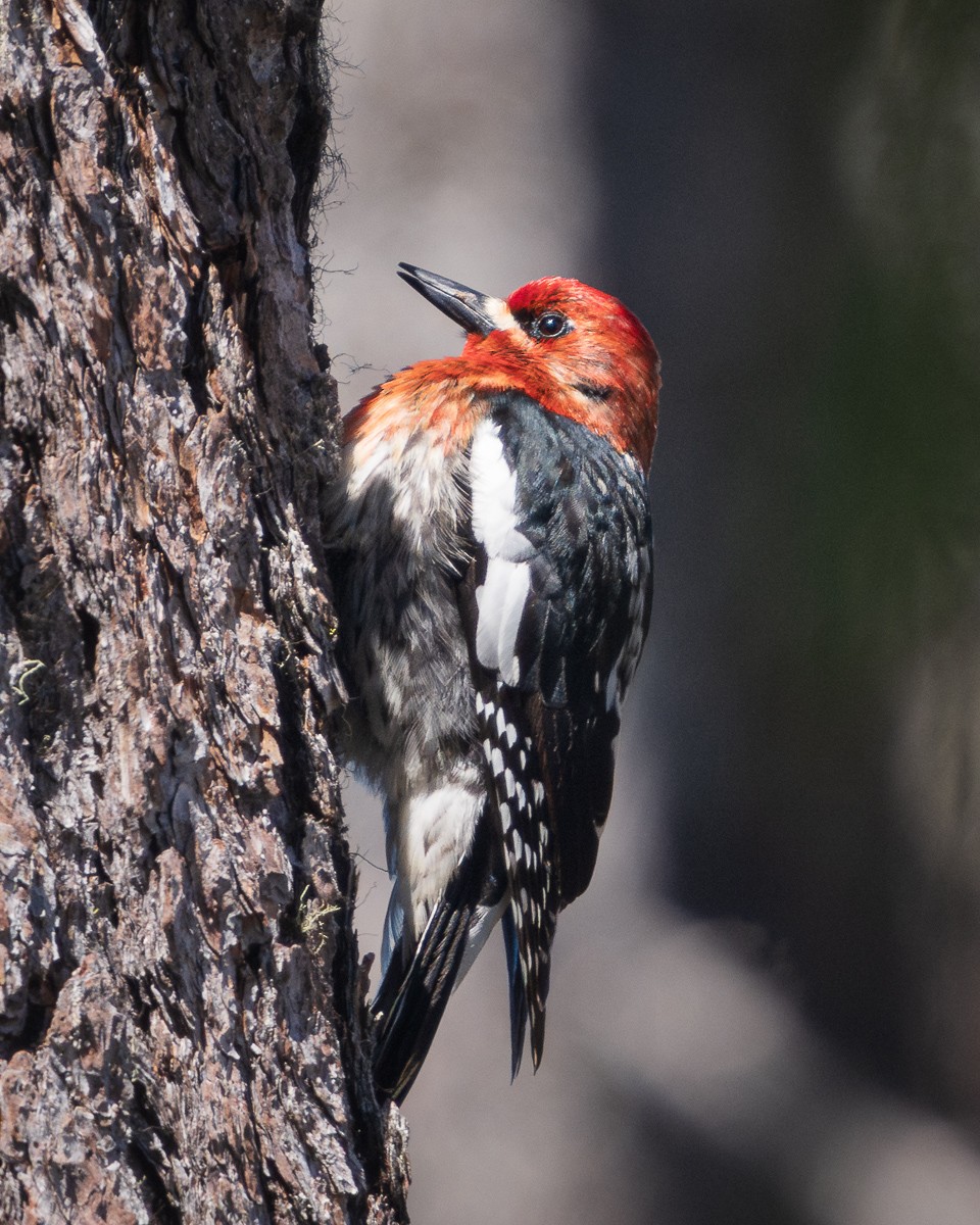 Red-breasted Sapsucker - ML619787263