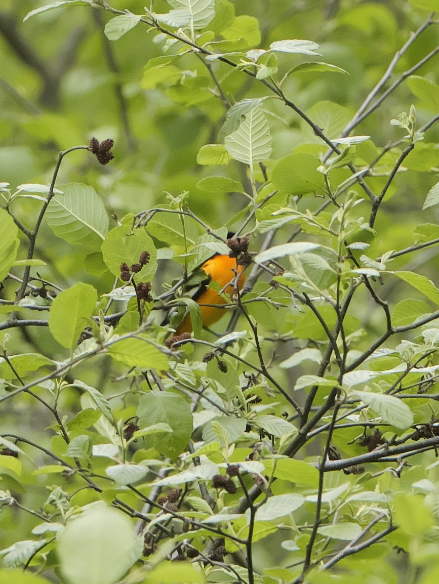 Baltimore Oriole - ML619787269