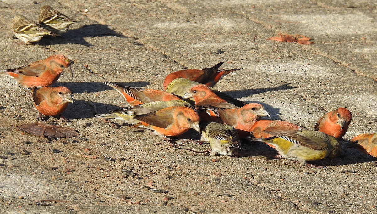 Red Crossbill - ML619787270