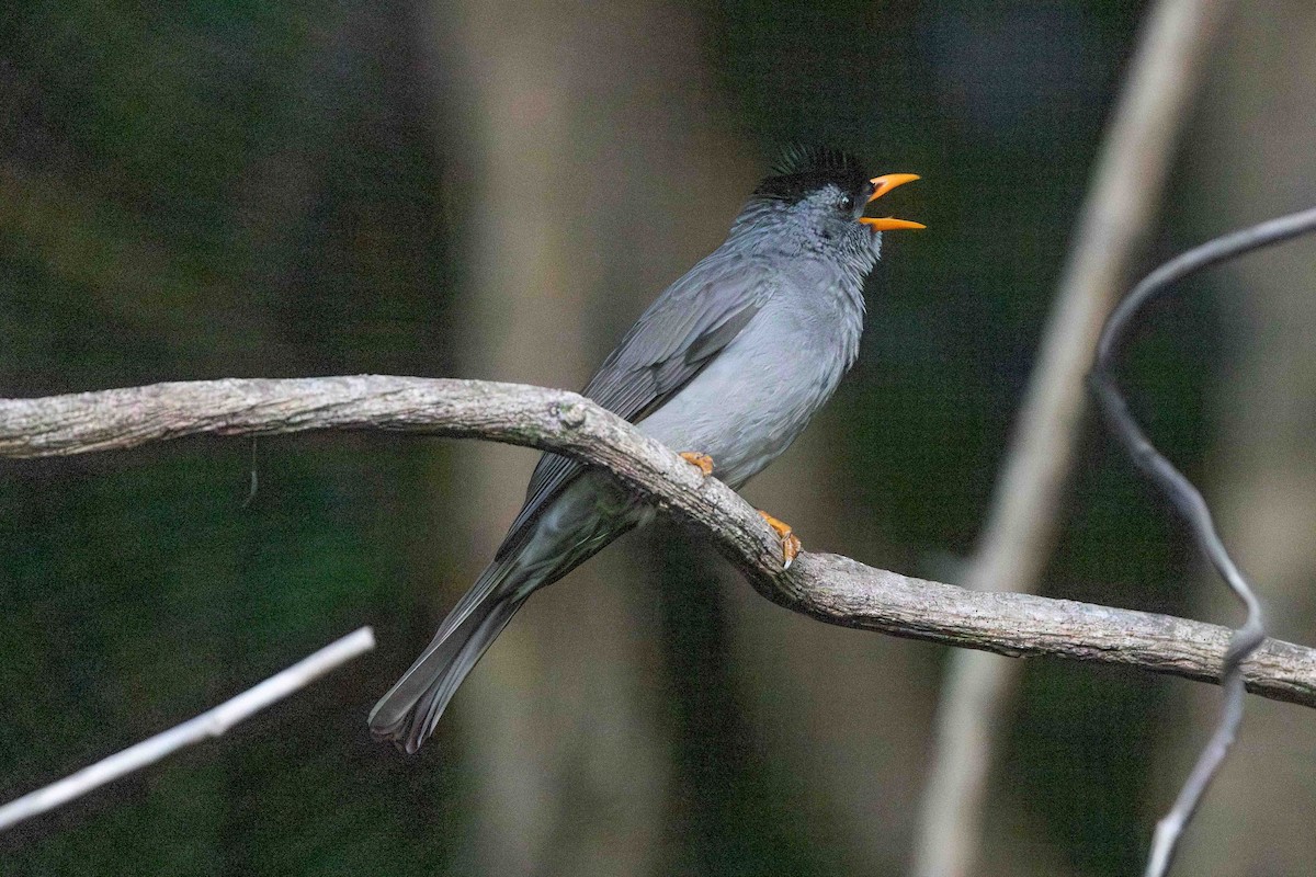 Malagasy Bulbul - ML619787272