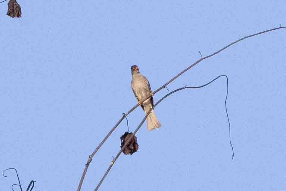 Bulbul de Madagascar - ML619787274