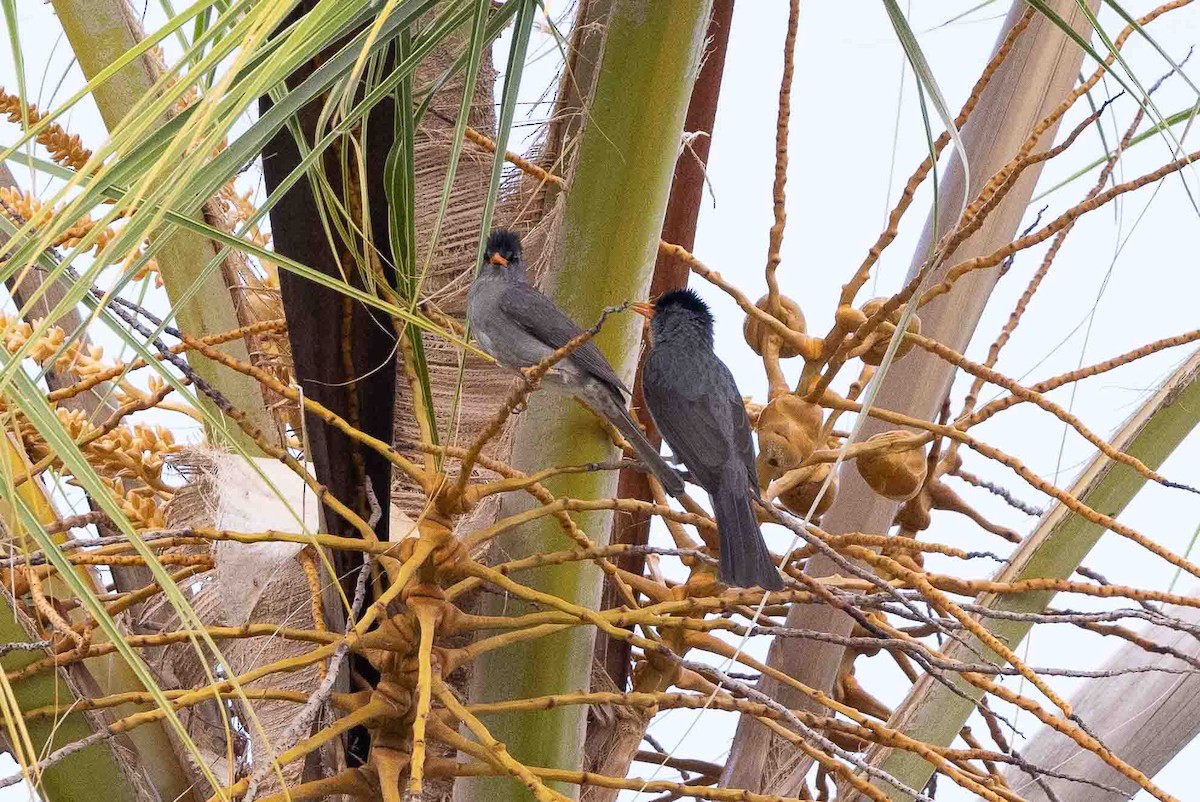 Malagasy Bulbul - ML619787275