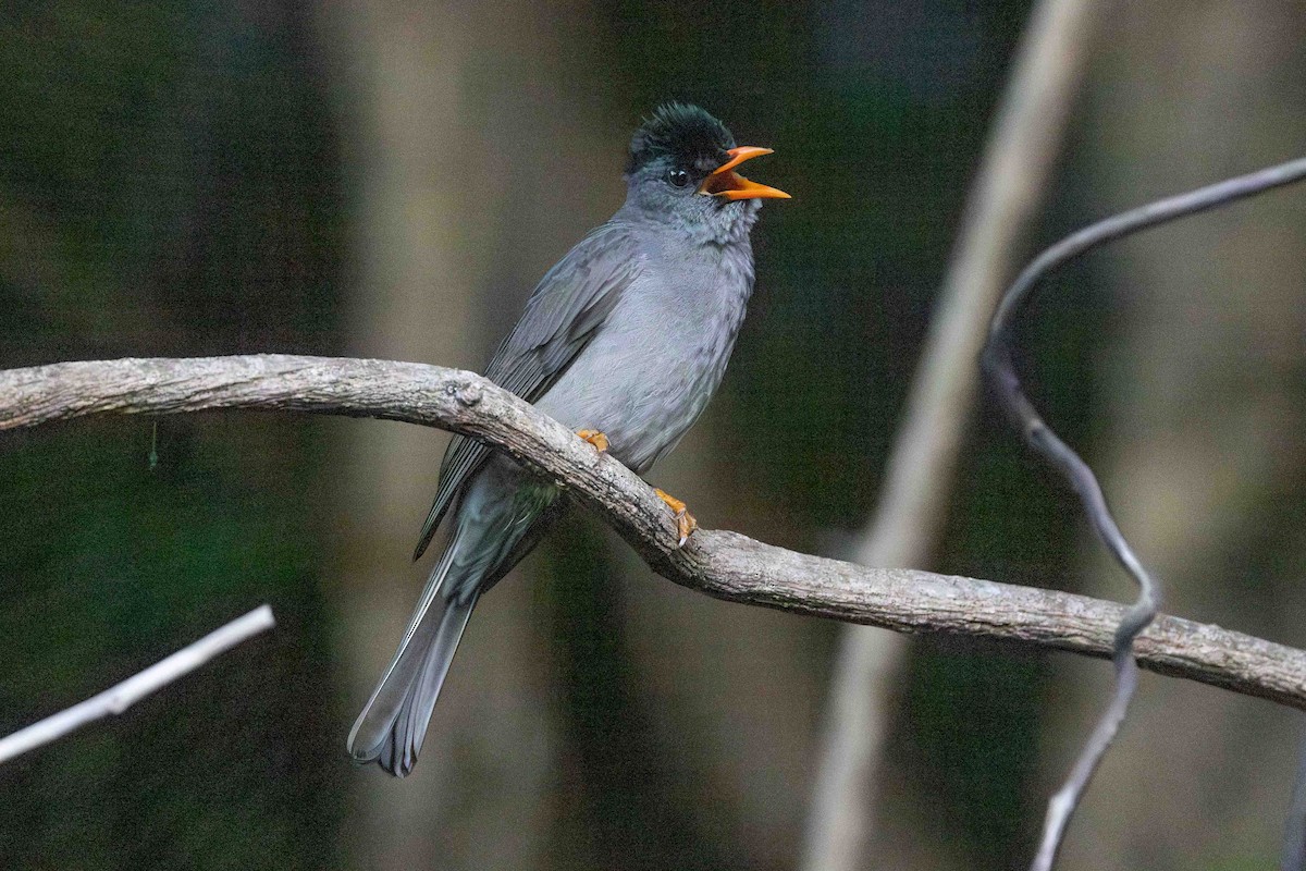 Malagasy Bulbul - ML619787276