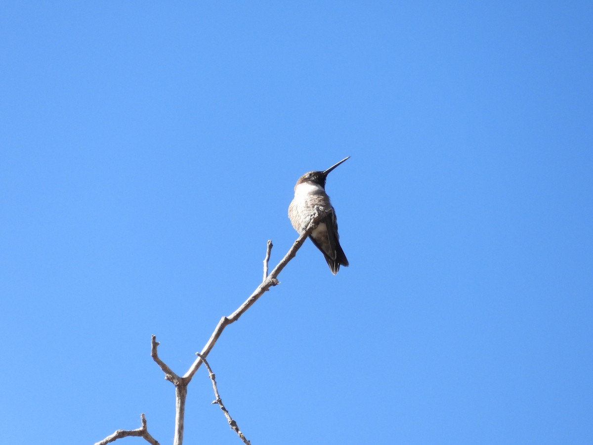 Black-chinned Hummingbird - ML619787287