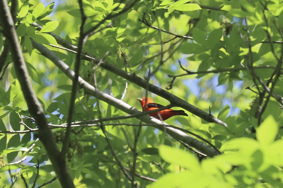 Scarlet Tanager - ML619787329