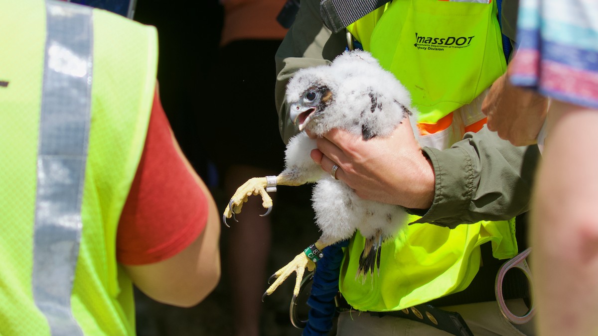 Peregrine Falcon - ML619787333