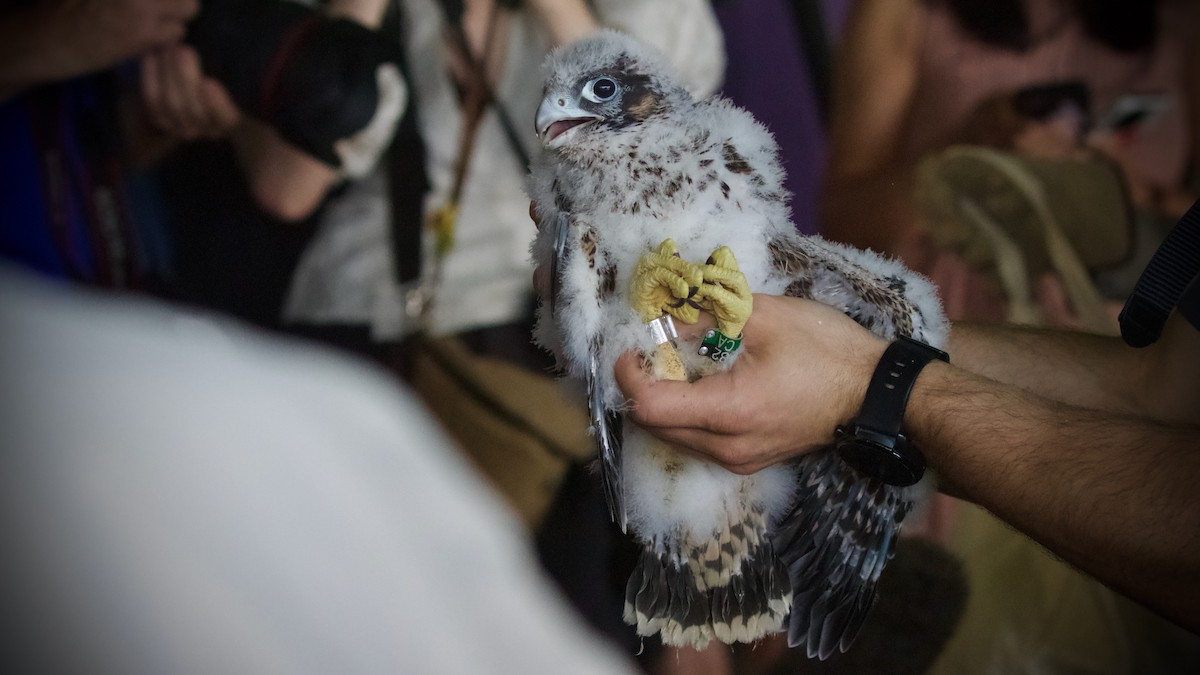 Peregrine Falcon - ML619787336