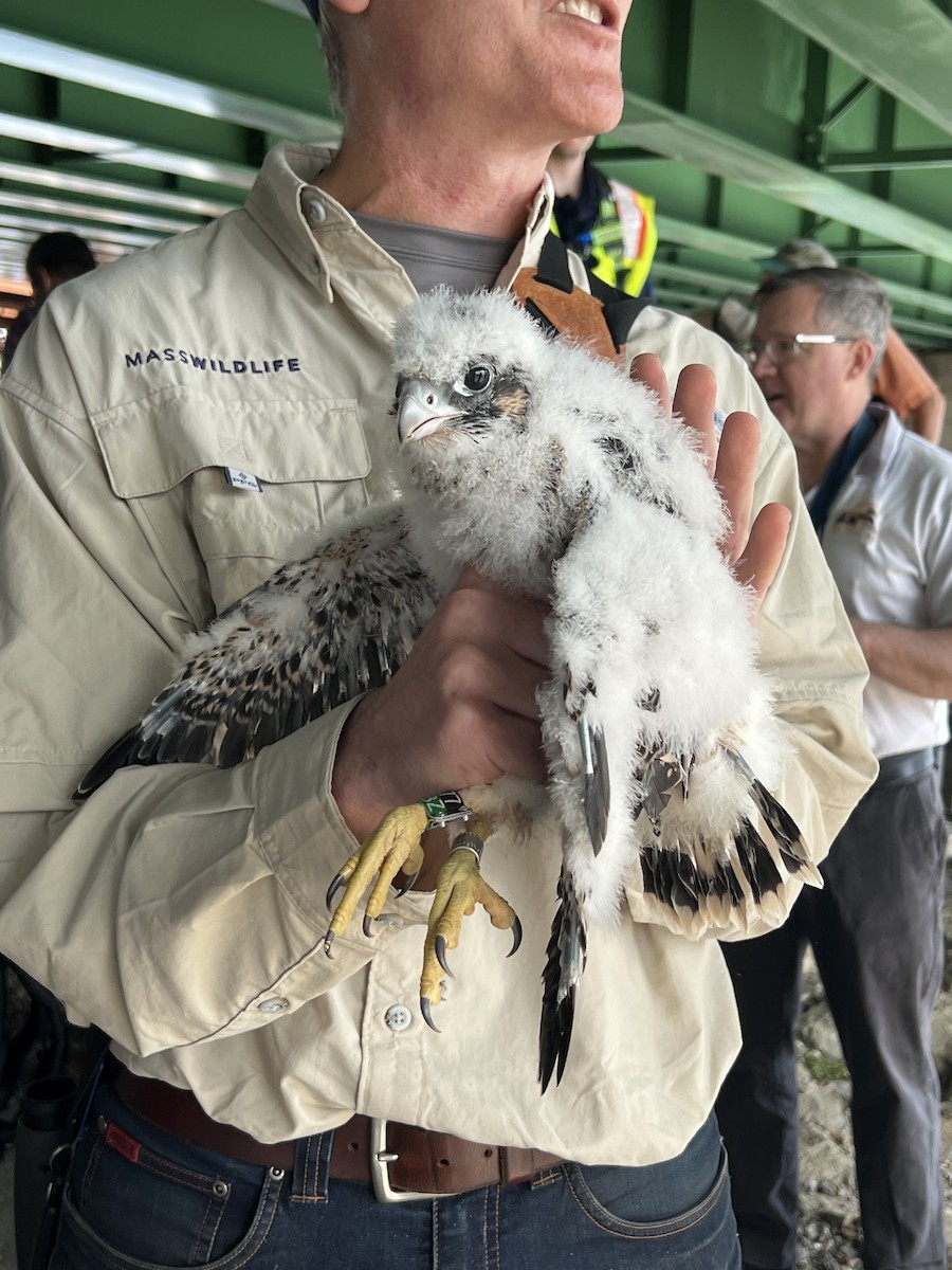 Peregrine Falcon - ML619787369