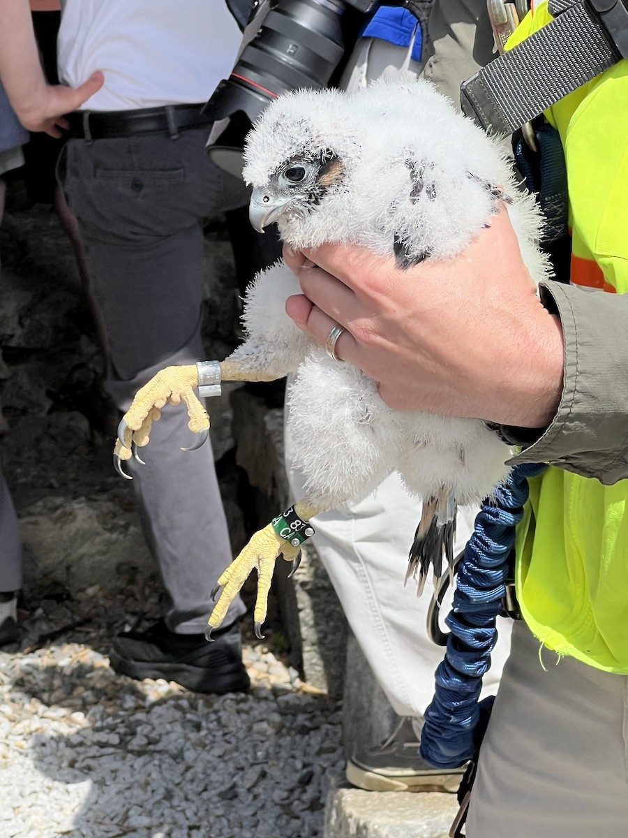 Peregrine Falcon - ML619787370