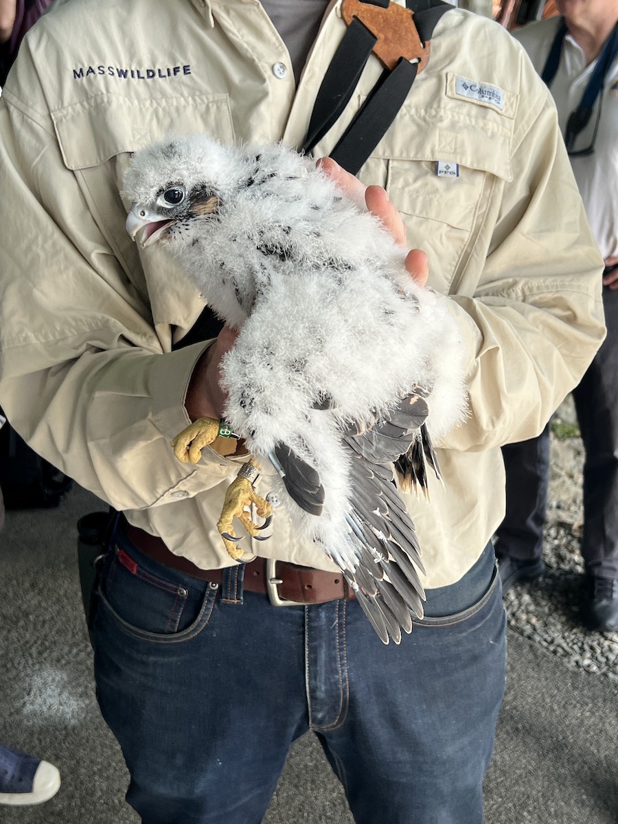 Peregrine Falcon - ML619787371