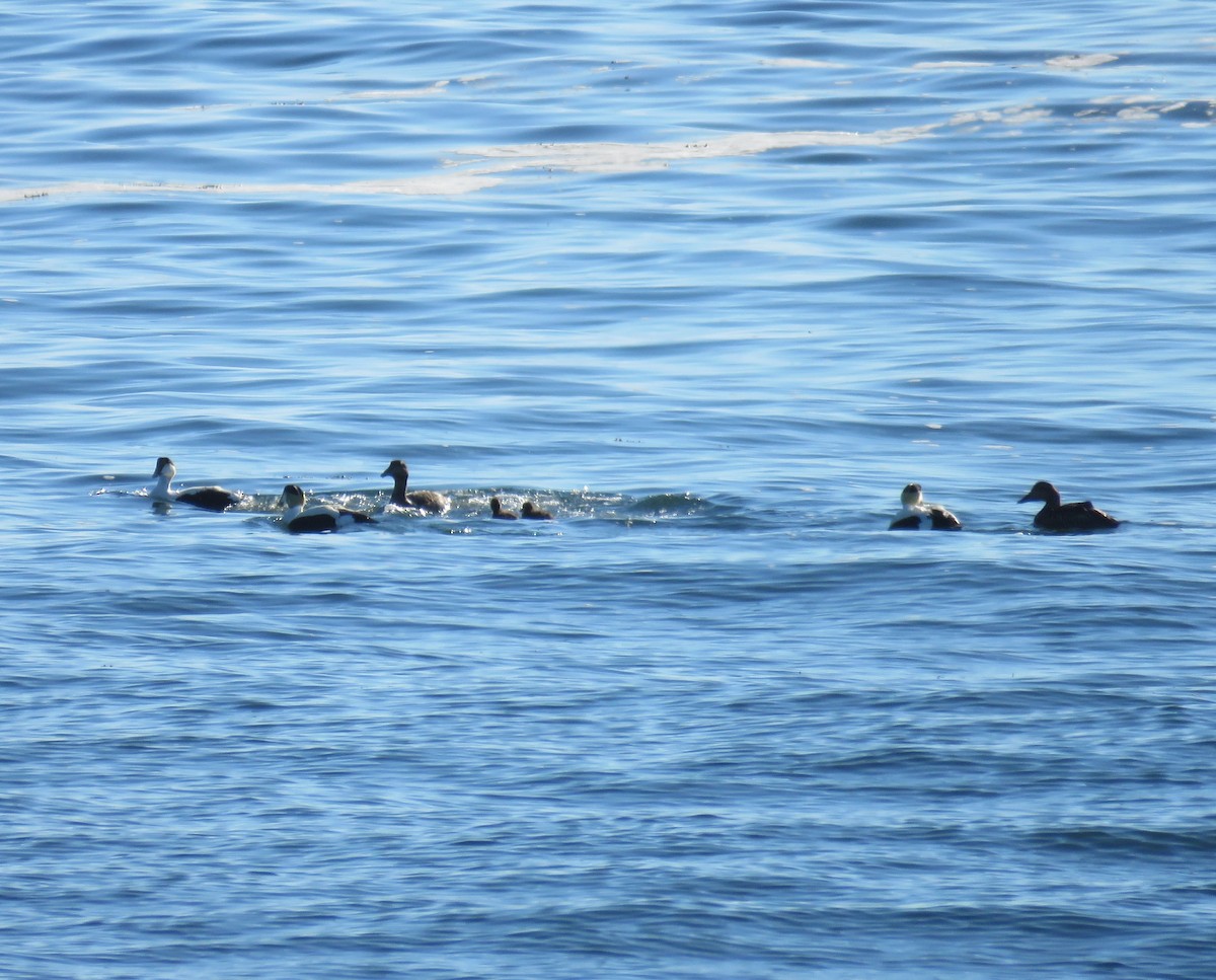 Common Eider - ML619787400