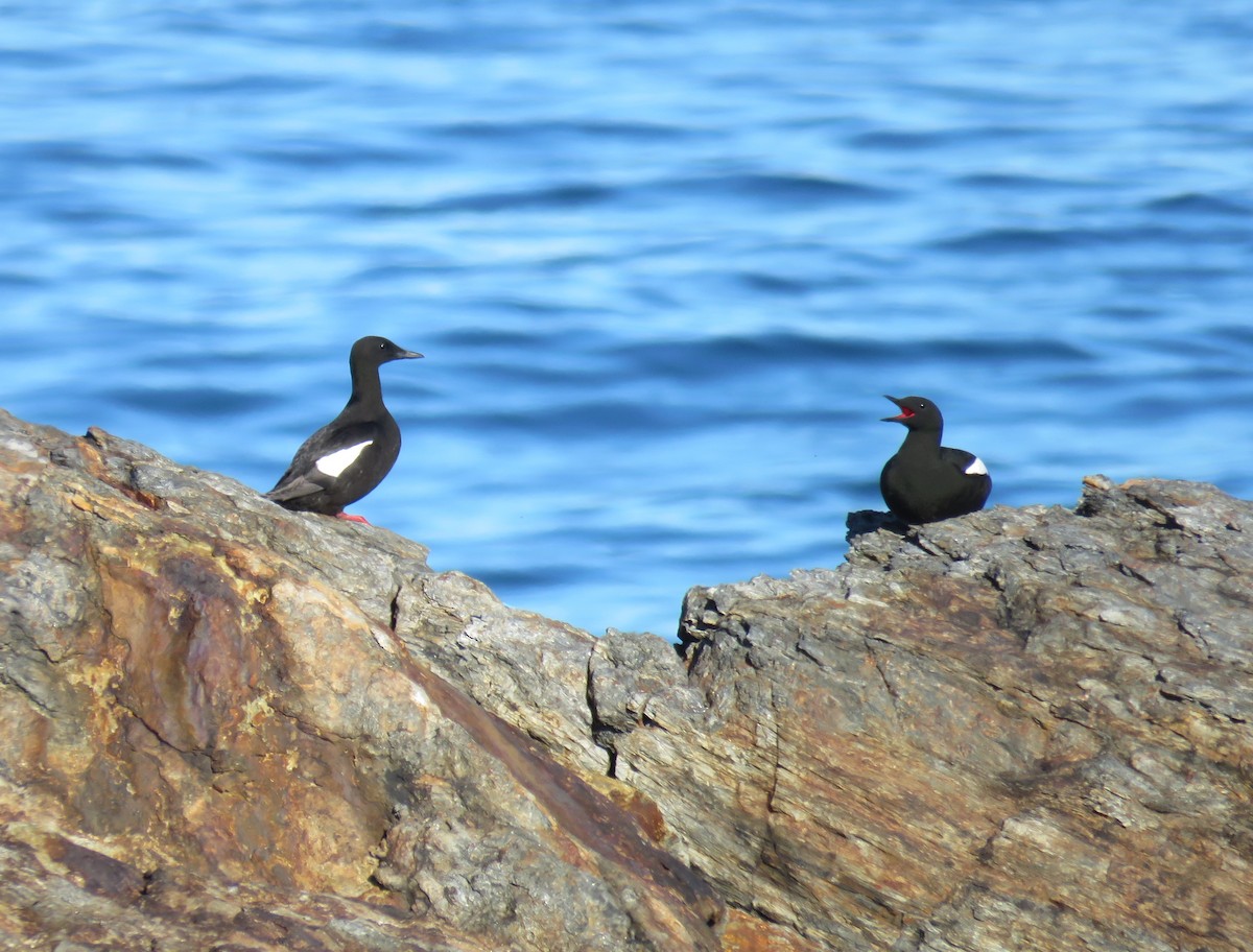 Black Guillemot - ML619787414