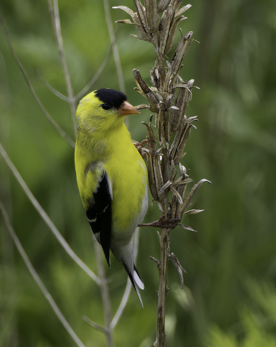 American Goldfinch - ML619787420