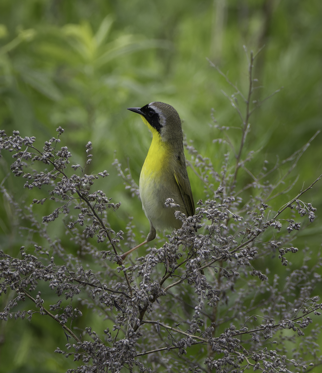 Paruline masquée - ML619787425