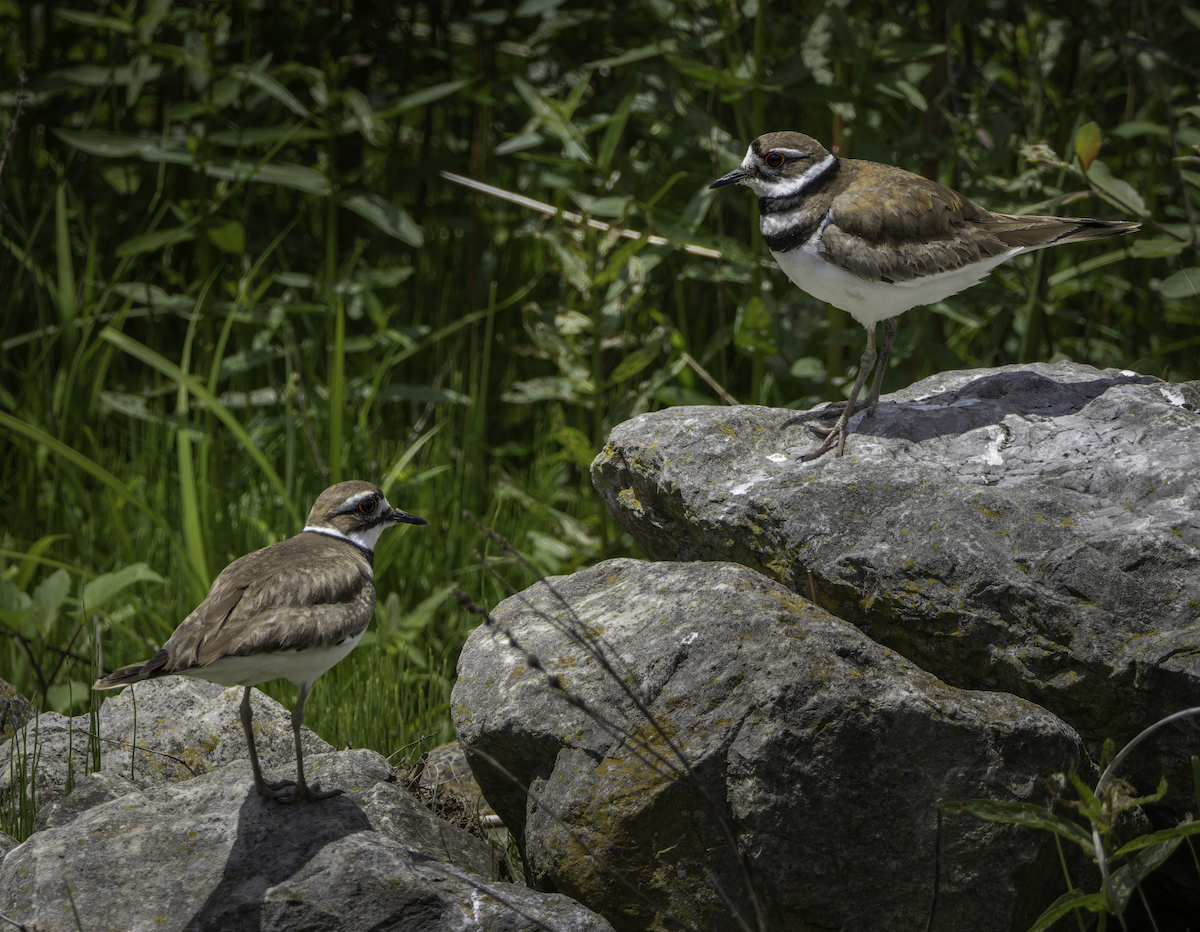 Killdeer - ML619787429