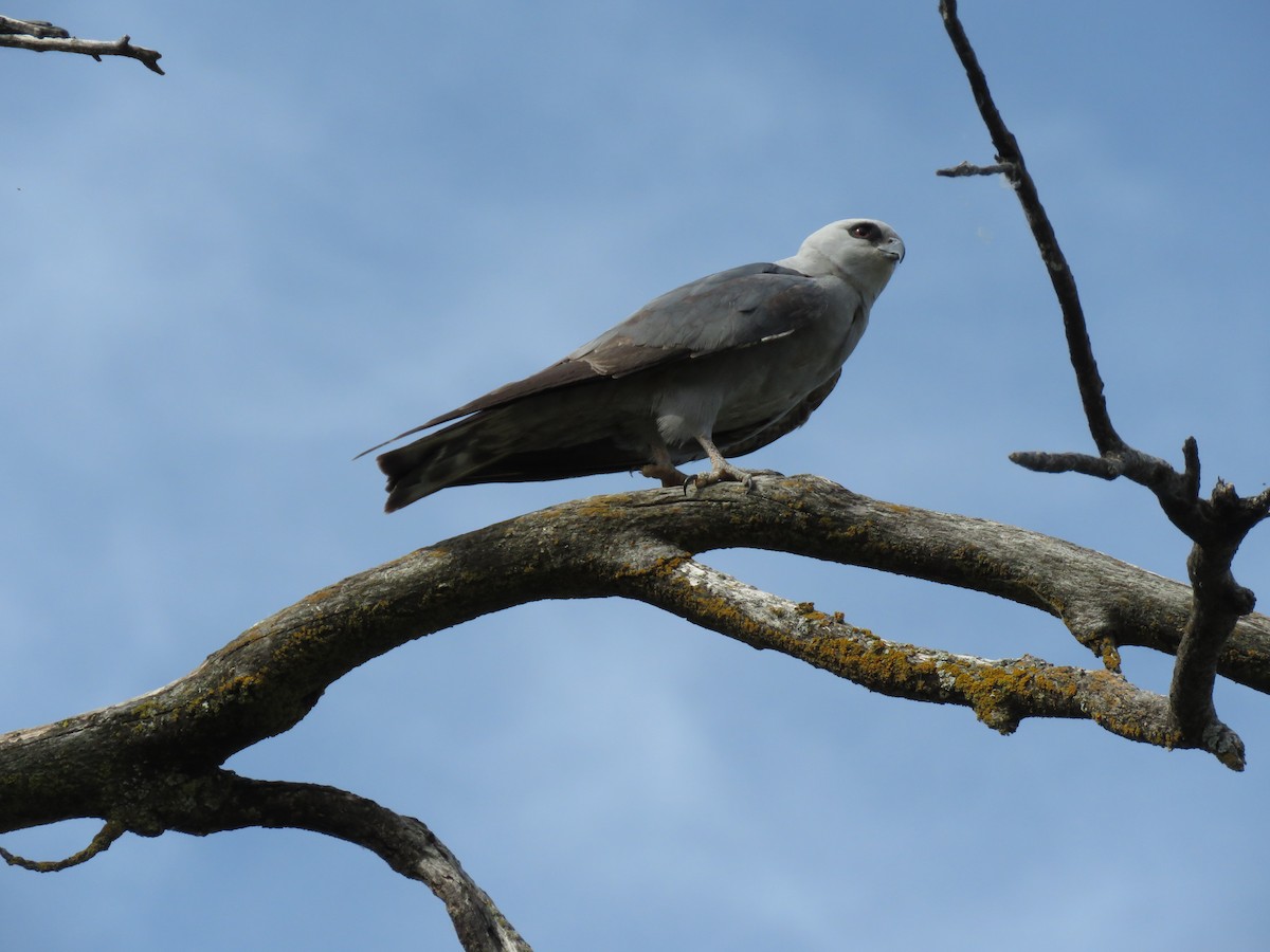 Mississippi Kite - ML619787456