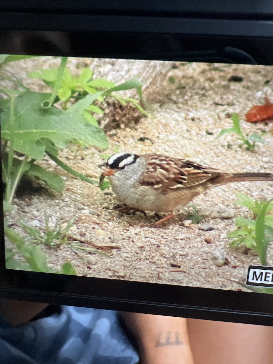 White-crowned Sparrow - ML619787463