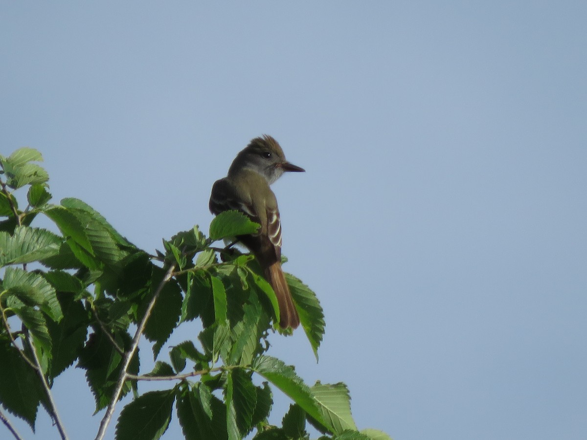 Great Crested Flycatcher - ML619787477