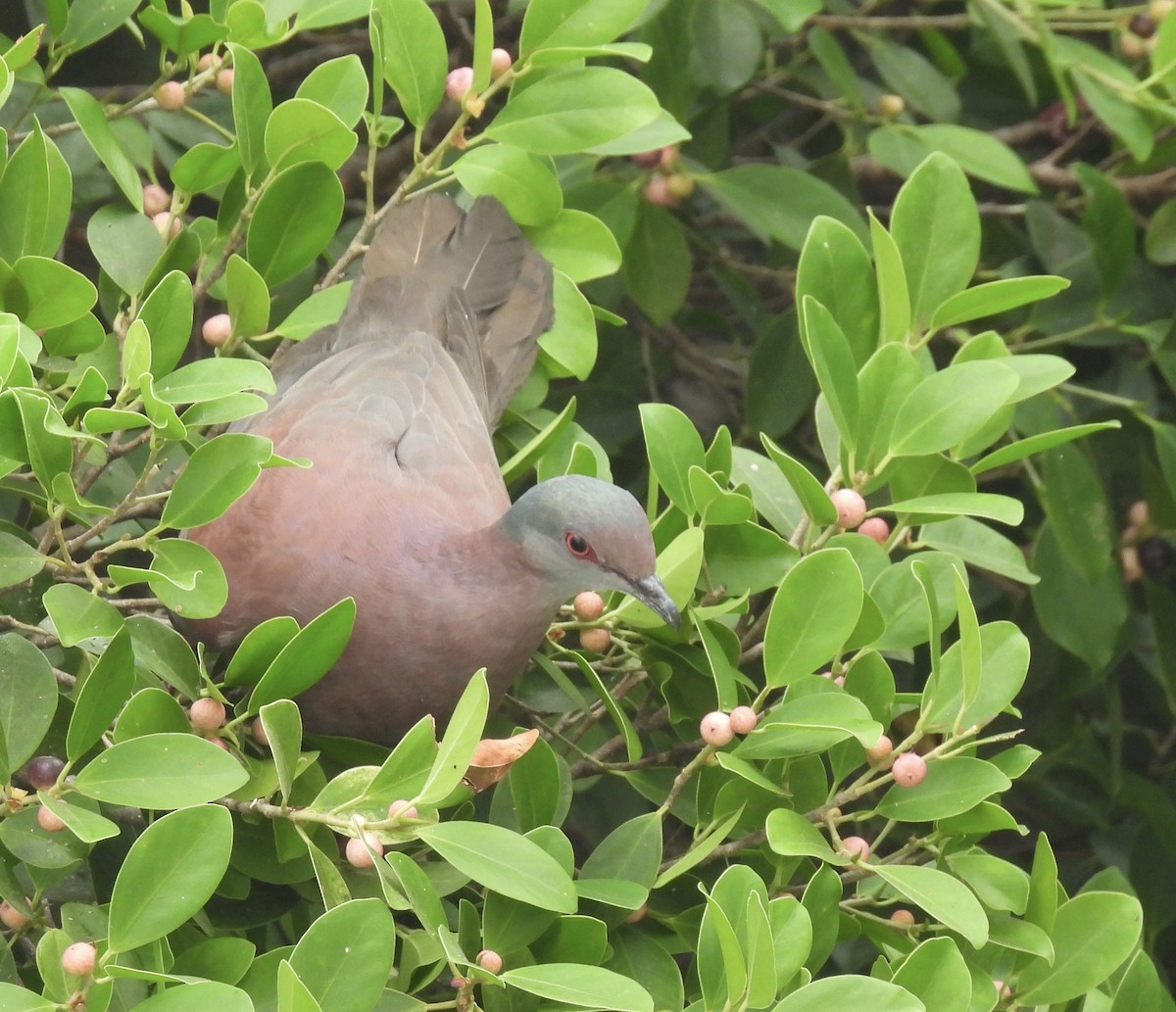 Pale-vented Pigeon - ML619787494