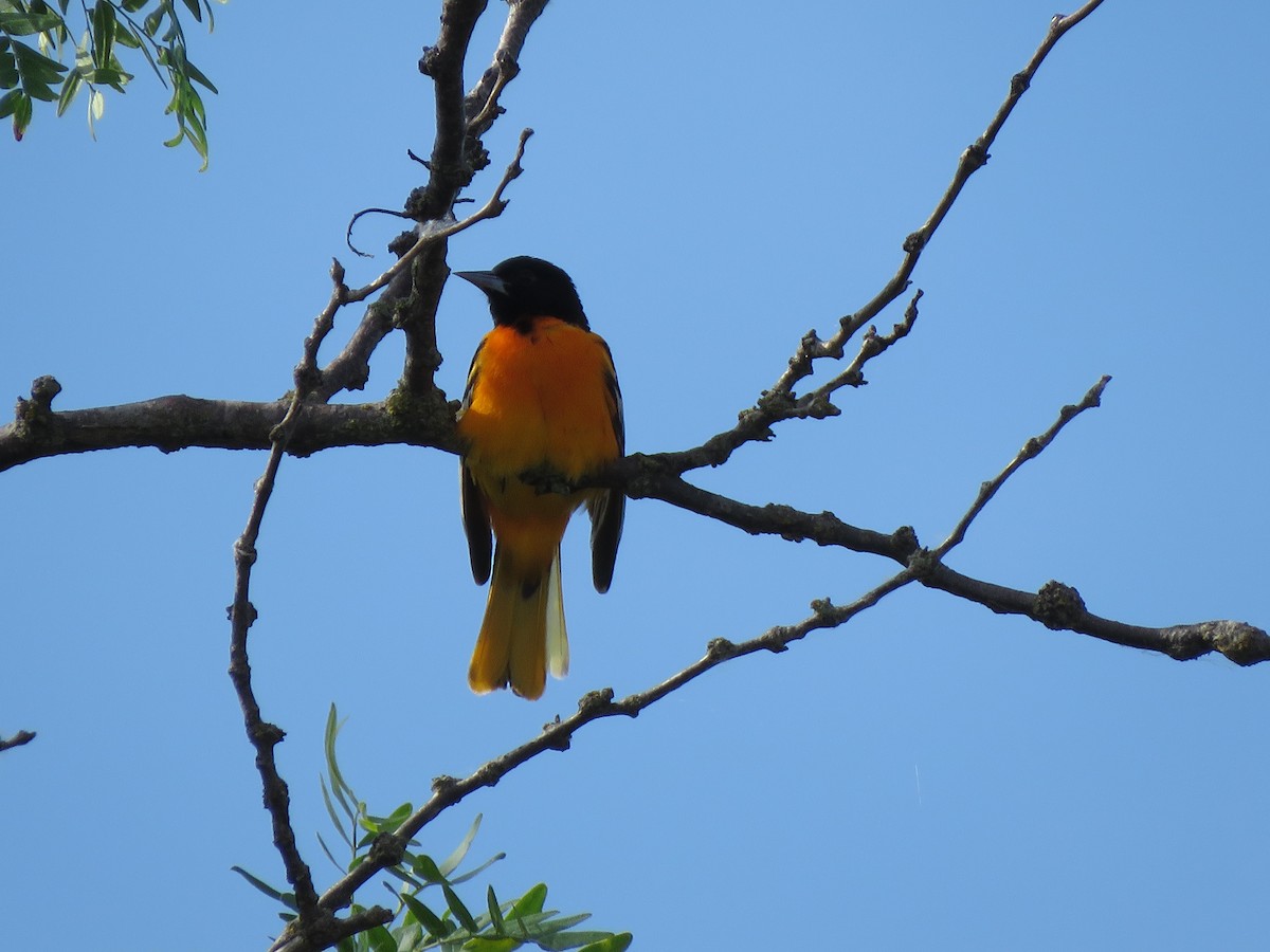 Oriole de Baltimore - ML619787498