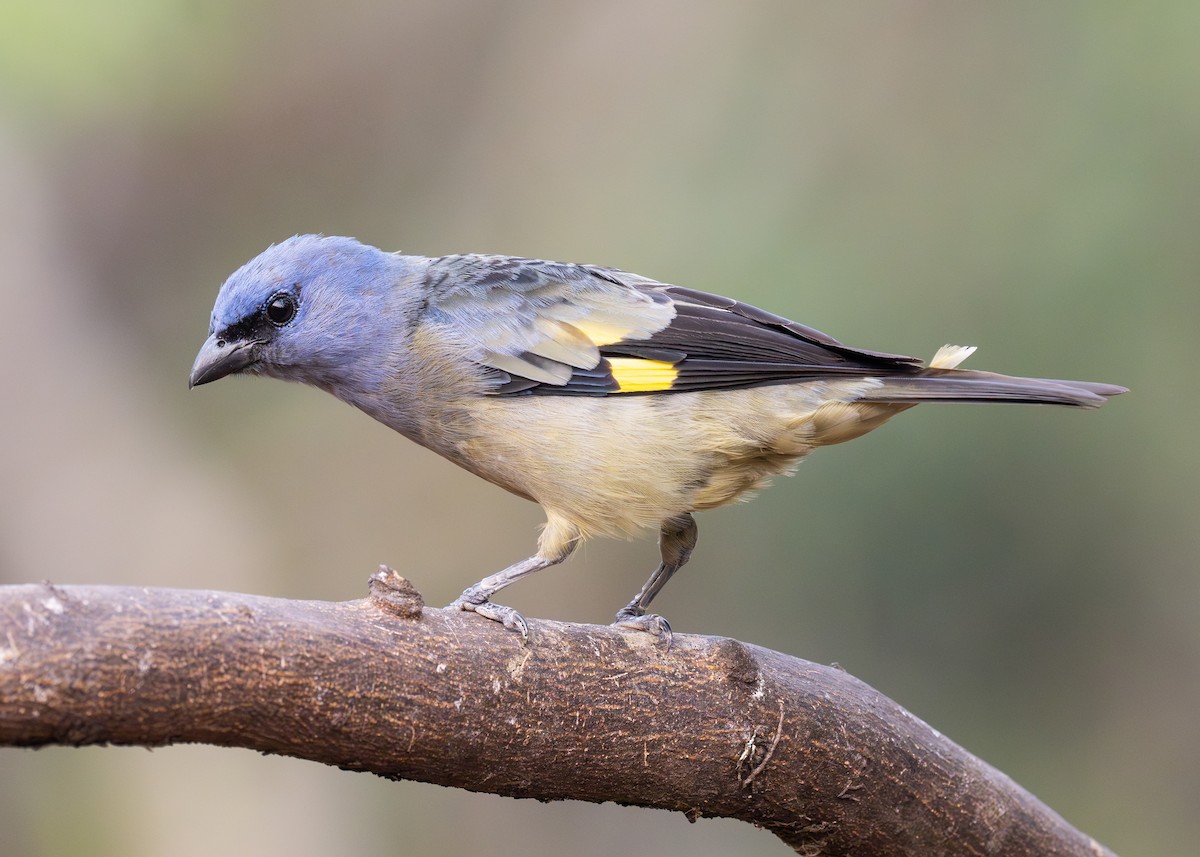 Yellow-winged Tanager - ML619787501
