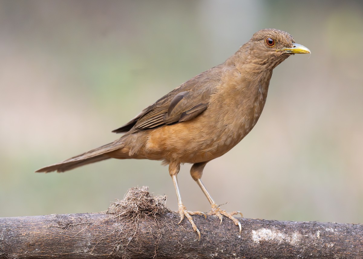 Clay-colored Thrush - ML619787505