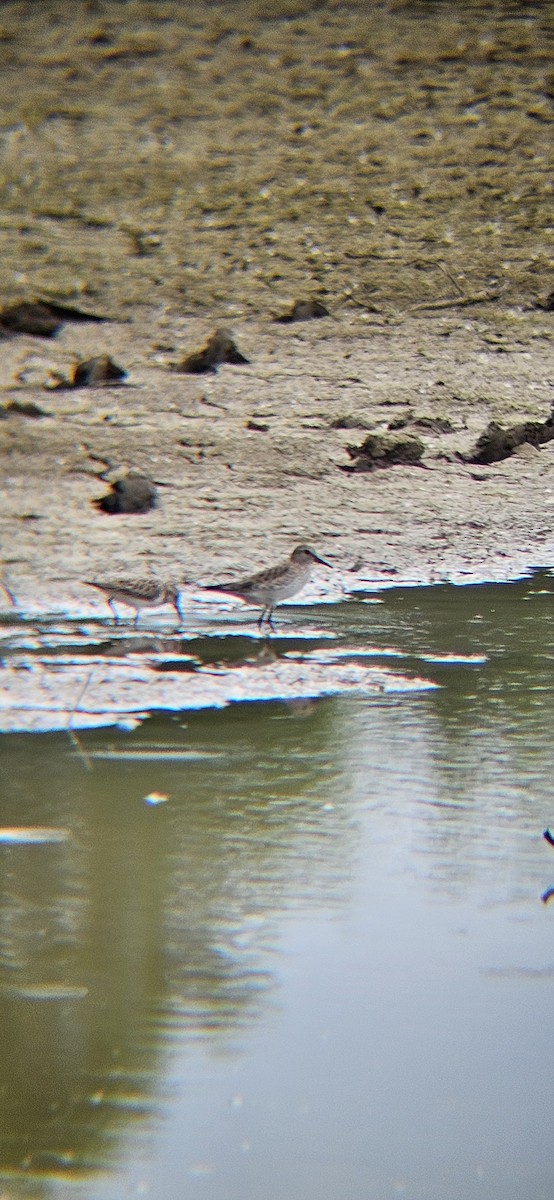 White-rumped Sandpiper - Sean Gallagher