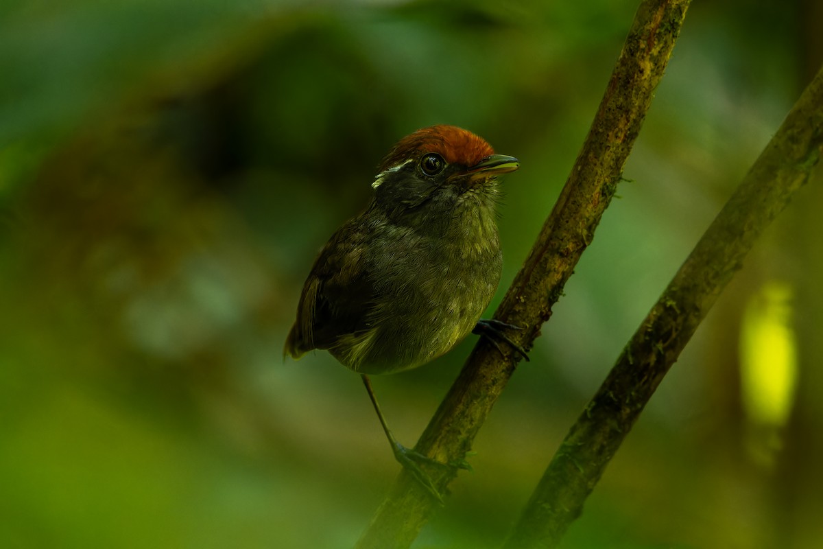 Chestnut-crowned Gnateater - ML619787511