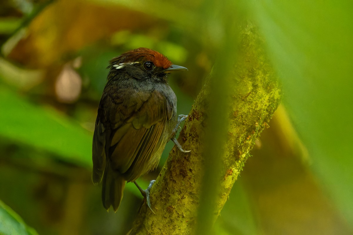 Chestnut-crowned Gnateater - ML619787512