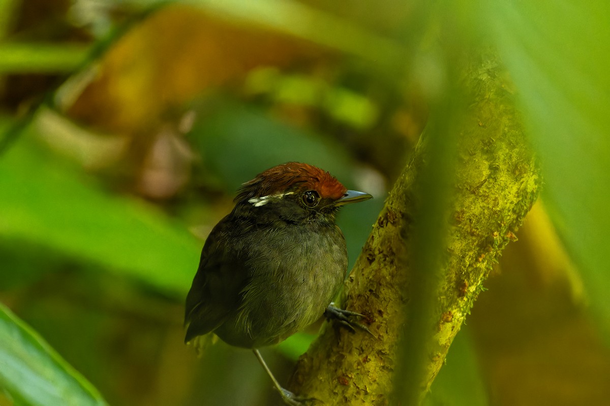 Chestnut-crowned Gnateater - ML619787513