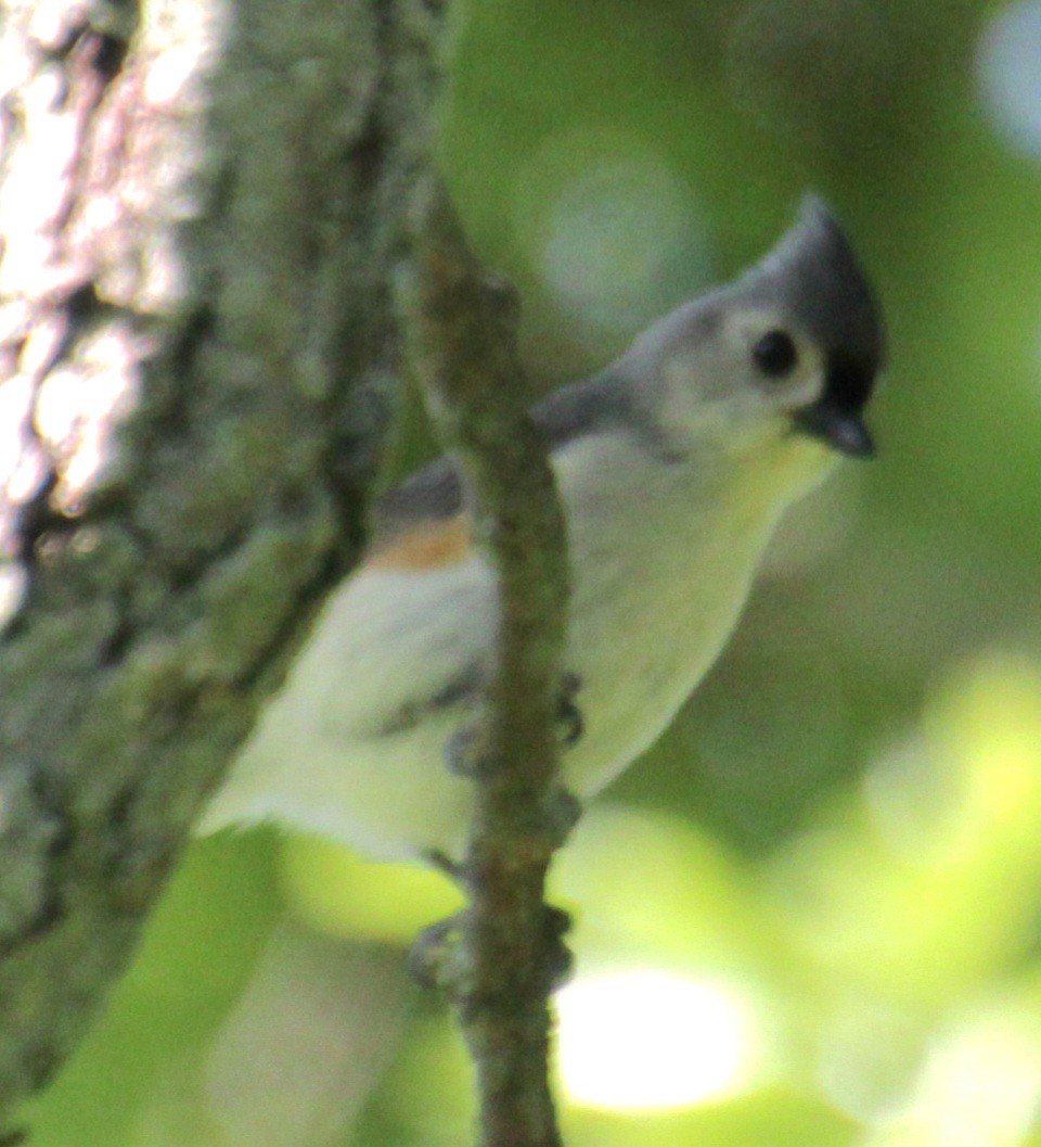 Tufted Titmouse - ML619787536