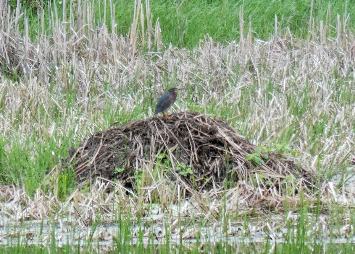 Green Heron - ML619787558