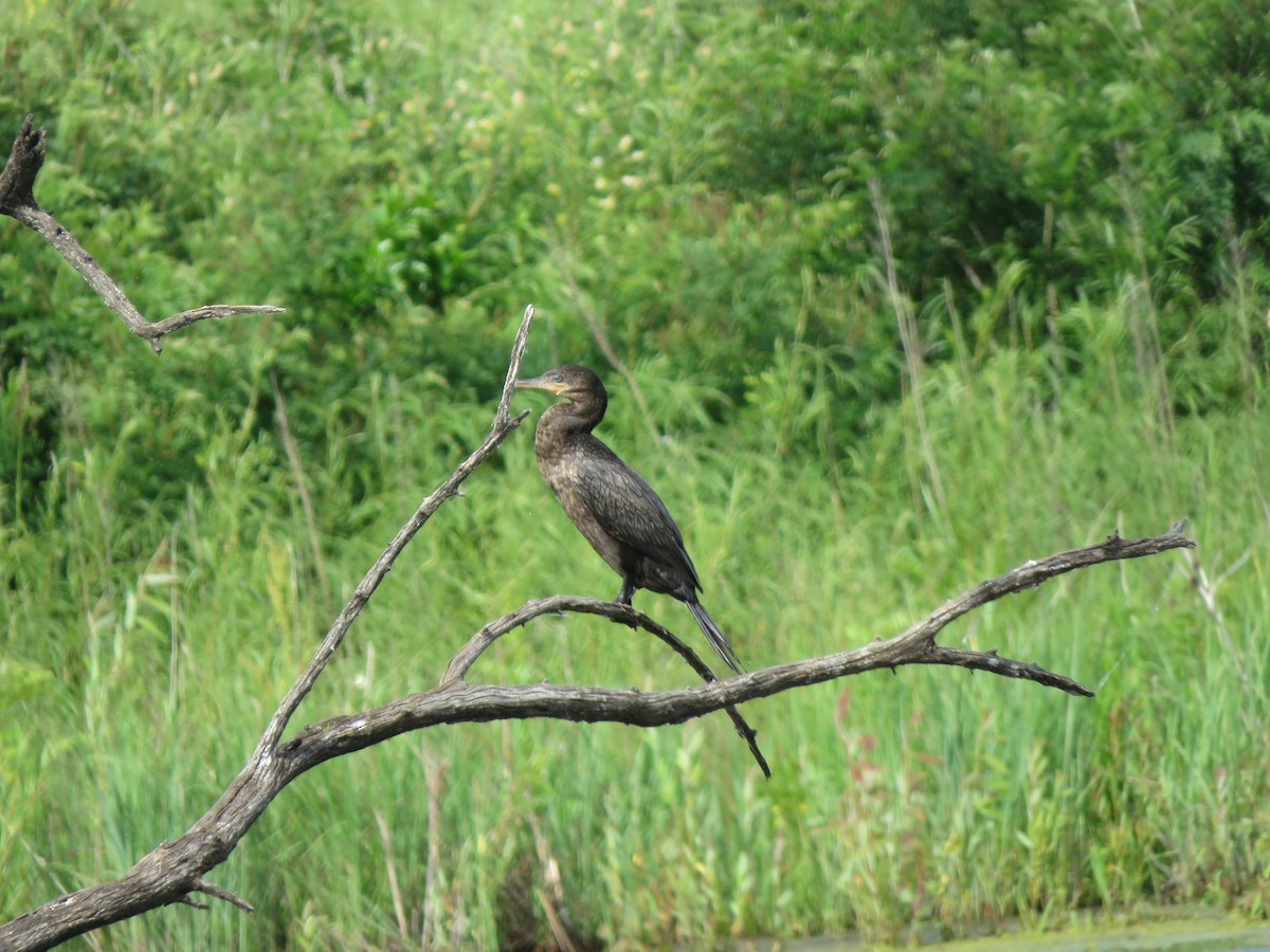 Cormoran vigua - ML619787559