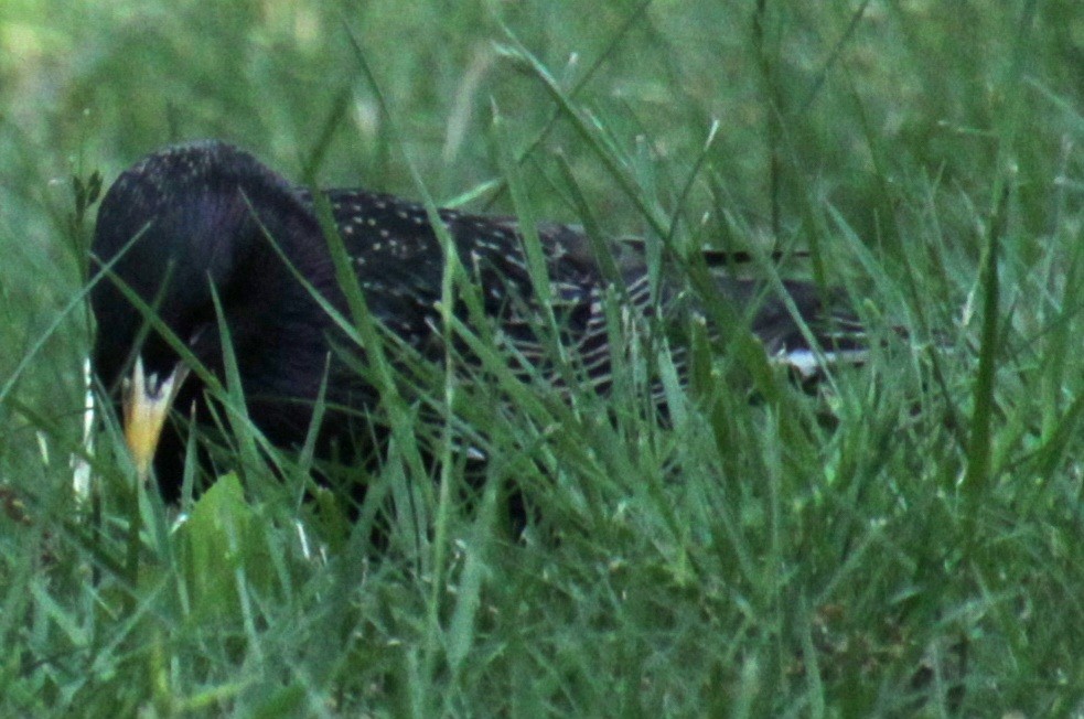 European Starling - ML619787563