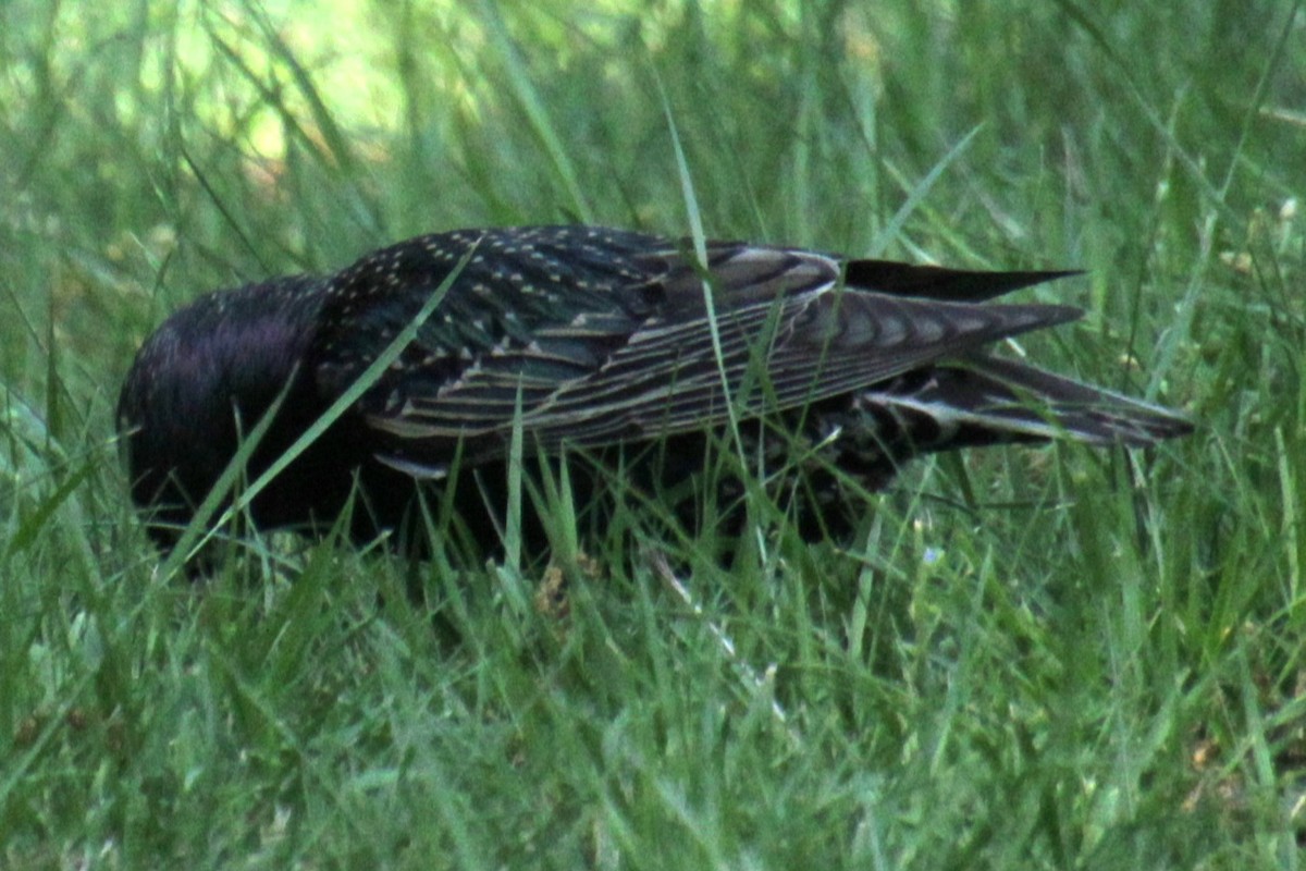 European Starling - ML619787564