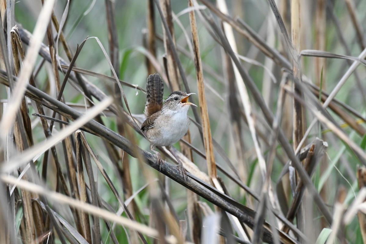 Marsh Wren - Karine Scott