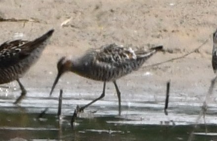 Stilt Sandpiper - ML619787608