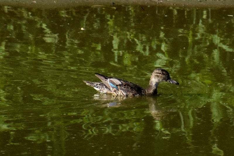 Blue-winged Teal - ML619787615