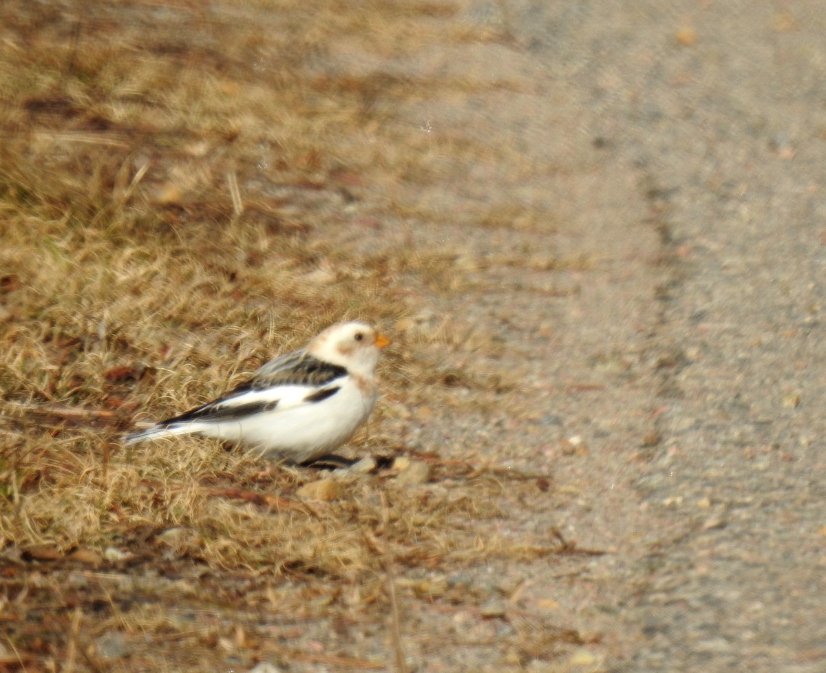 Snow Bunting - ML619787621