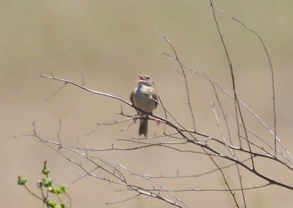 Grasshopper Sparrow - ML619787623
