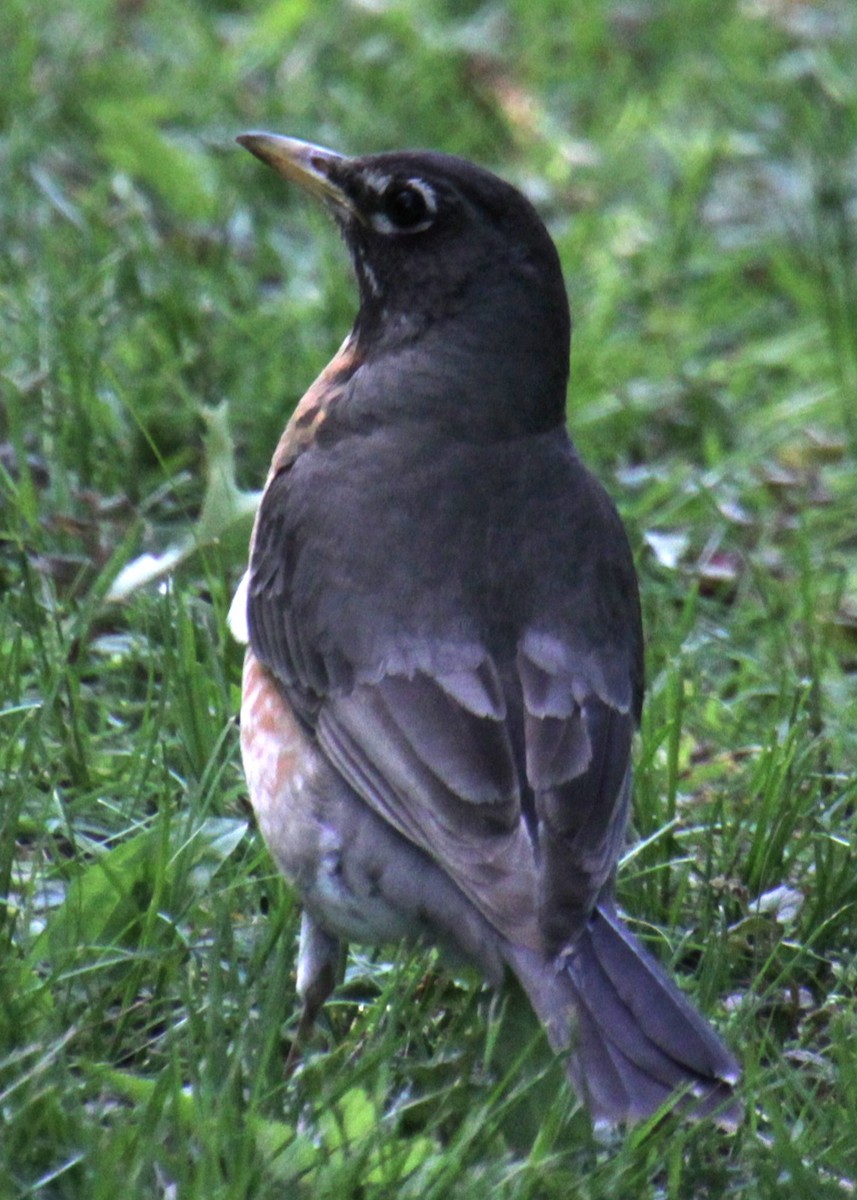 American Robin - ML619787636